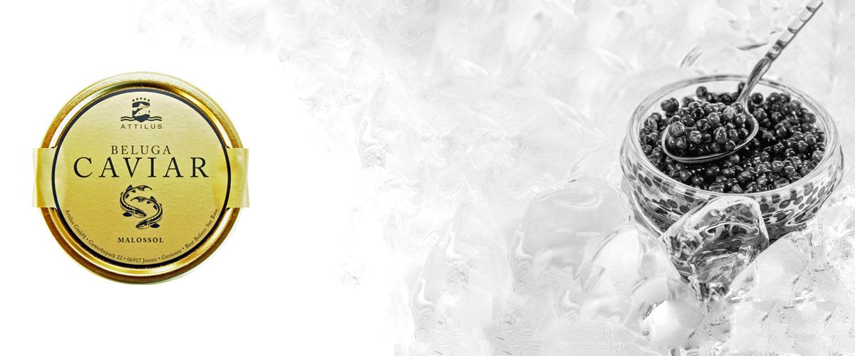 Сaviar Beluga Attilus